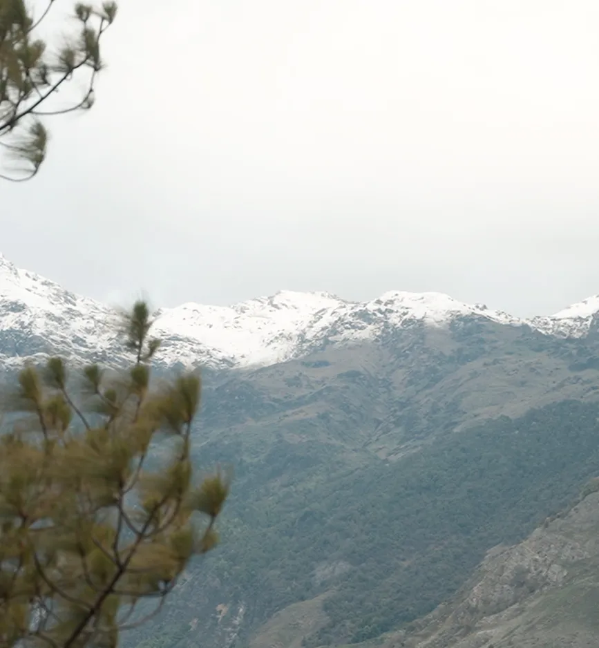 Snow-capped Himalayan peaks above a pine forest