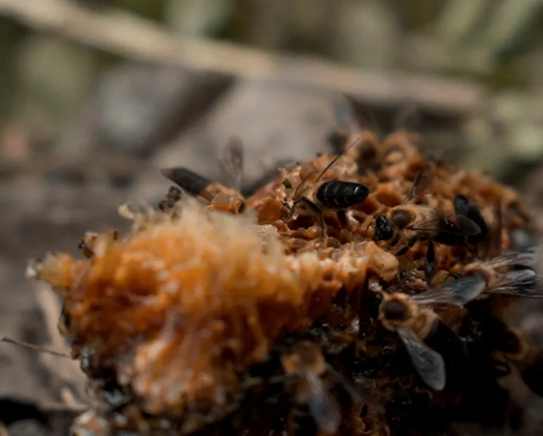 Giant Himalayan honey bees on a wild comb